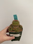 Gymnocalycium mesopotanicum 3.5” Pot