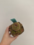 Gymnocalycium mesopotanicum 3.5” Pot