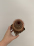 Mammillaria spinosissima 3.5” Pot