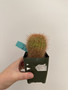 Notocactus schlosseri 3.5” Pot 