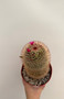 Mammillaria spinosissima 6” Pot