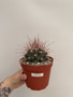 Hamatocactus hamtacanthus 6” Pot