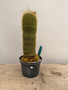 Notocactus leninghausii 6” Pot