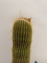 Notocactus leninghausii 6” Pot