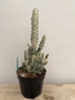 Euphorbia lactea “White Bones” 8” Pot 