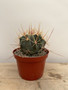 Ferocactus rectispinus 8” Pot 