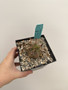 Euphorbia meloformis hybrid 5” Pot A