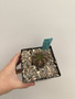 Euphorbia meloformis hybrid 5” Pot B