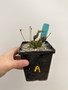 Euphorbia globosa 5” Pot A