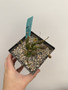 Euphorbia globosa 5” Pot A