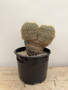 Mammillaria celsianus 3 gallon pot