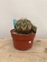 Euphorbia meloformis 6” Pot