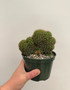 Crested cactus 5” Pot
