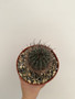 Echinopsis melanoptamica 6" Pot