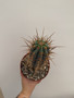 Browningia hertlingiana 6" Pot