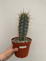 Browningia hertlingiana 6" Pot