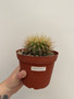 Neochilenia chilensis 6" Pot