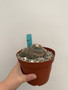 Mammillaria tezontle 6" Pot