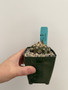 Copiapoa hybrid 3.5" Pot