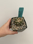 Copiapoa hybrid 3.5" Pot