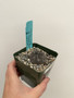 Gymnocalycium dubniorum 3.5" Pot