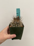 Neoporteria violaciflora 3.5" Pot