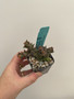 Euphorbia groenwaldii 2" Pot A