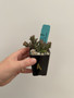 Euphorbia groenwaldii 2" Pot A