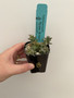 Euphorbia groenwaldii 2" Pot B