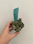 Euphorbia groenwaldii 2" Pot B