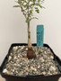 Pachycormus discolor 6" Pot A