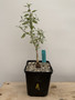 Pachycormus discolor 6" Pot A