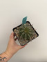 Euphorbia horrida v. horrida 5" Pot C