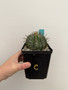 Euphorbia horrida v. horrida 5" Pot C