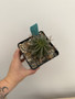 Euphorbia horrida v. horrida 5" Pot D