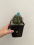 Euphorbia horrida v. horrida 5" Pot D