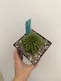 Euphorbia suzannae 5" Pot