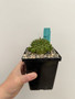 Euphorbia suzannae 5" Pot