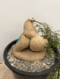 Kedrostis africana 3 Gallon Pot
