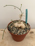 Corallocarpus welwtichschii 6" Pot