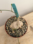Corallocarpus welwtichschii 6" Pot