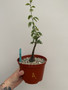 Adenia glauca 6" Pot A