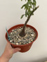 Adenia glauca 6" Pot A