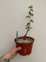 Adenia glauca 6" Pot B