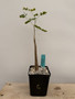 Delonix pumila 5" Pot C