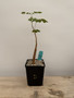 Delonix pumila 5" Pot D