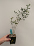 Commiphora humbertii 3.5" Pot A