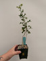 Commiphora humbertii 3.5" Pot B