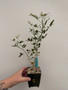 Commiphora humbertii 3.5" Pot C
