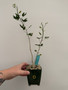 Commiphora humbertii 3.5" Pot D